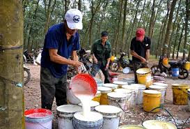 Giá cao su trực tuyến sàn Tocom, SHFE Thượng Hải, SGX Singapore Ngày 15/06/2026