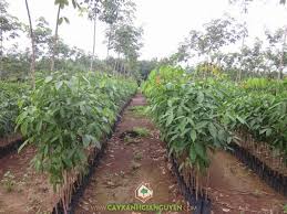 Giá cao su trực tuyến sàn Tocom, SHFE Thượng Hải, SGX Singapore Ngày 17/04/2026