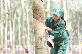 Giá cao su trực tuyến sàn Tocom, SHFE Thượng Hải, SGX Singapore Ngày 17/08/2025