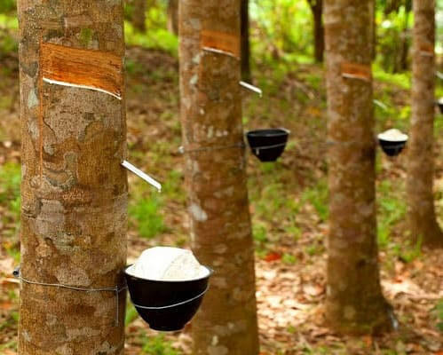 Giá cao su trực tuyến sàn Tocom, SHFE Thượng Hải, SGX Singapore Ngày 17/10/2026