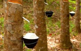 Giá cao su trực tuyến sàn Tocom, SHFE Thượng Hải, SGX Singapore Ngày 14/11/2025