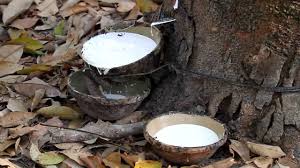 Giá cao su trực tuyến sàn Tocom, SHFE Thượng Hải, SGX Singapore Ngày 16/11/2025