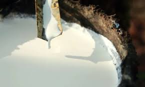 Giá cao su trực tuyến sàn Tocom, SHFE Thượng Hải, SGX Singapore Ngày 17/11/2025