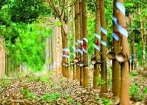 Giá cao su trực tuyến sàn Tocom, SHFE Thượng Hải, SGX Singapore Ngày 09/03/2026