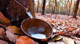 Giá cao su trực tuyến sàn Tocom, SHFE Thượng Hải, SGX Singapore Ngày 12/03/2026