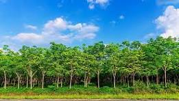 Giá cao su trực tuyến sàn Tocom, SHFE Thượng Hải, SGX Singapore Ngày 14/03/2026