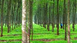 Giá cao su trực tuyến sàn Tocom, SHFE Thượng Hải, SGX Singapore Ngày 15/03/2026