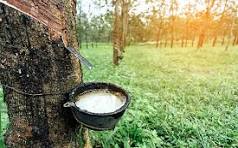 Giá cao su trực tuyến sàn Tocom, SHFE Thượng Hải, SGX Singapore Ngày 16/03/2026