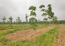 Giá cao su trực tuyến sàn Tocom, SHFE Thượng Hải, SGX Singapore Ngày 17/03/2026