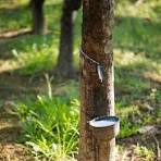 Giá cao su trực tuyến sàn Tocom, SHFE Thượng Hải, SGX Singapore Ngày 18/03/2026