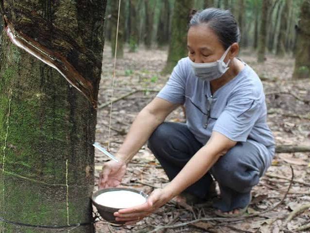 Giá cao su trực tuyến sàn Tocom, SHFE Thượng Hải, SGX Singapore Ngày 19/09/2026