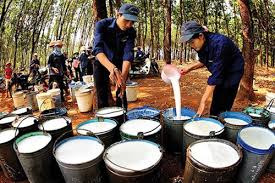 Giá cao su trực tuyến sàn Tocom, SHFE Thượng Hải, SGX Singapore Ngày 20/11/2025