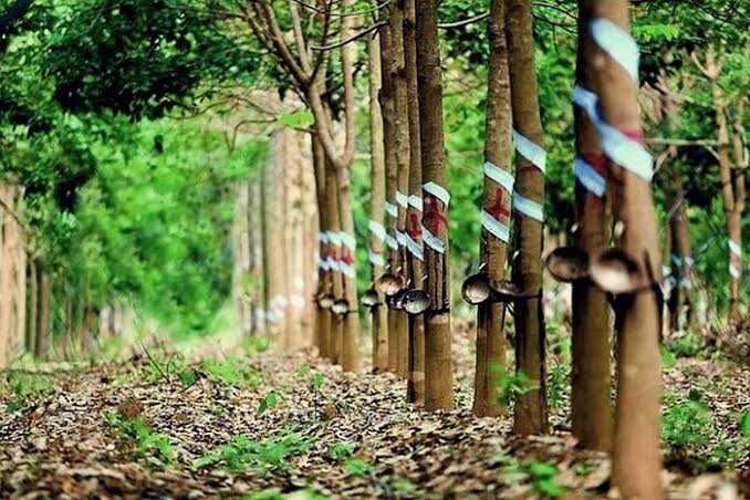 Giá cao su trực tuyến sàn Tocom, SHFE Thượng Hải, SGX Singapore Ngày 22/09/2026