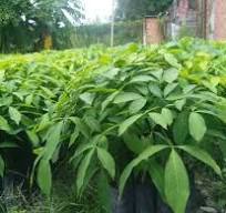 Giá cao su trực tuyến sàn Tocom, SHFE Thượng Hải, SGX Singapore Ngày 23/02/2026