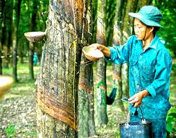 Giá cao su trực tuyến sàn Tocom, SHFE Thượng Hải, SGX Singapore Ngày 18/05/2025