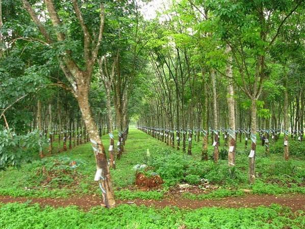 Giá cao su trực tuyến sàn Tocom, SHFE Thượng Hải, SGX Singapore Ngày 23/09/2026