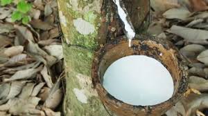 Giá cao su trực tuyến sàn Tocom, SHFE Thượng Hải, SGX Singapore Ngày 23/12/2025