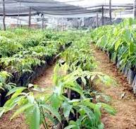 Giá cao su trực tuyến sàn Tocom, SHFE Thượng Hải, SGX Singapore Ngày 24/02/2026