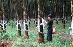 Giá cao su trực tuyến sàn Tocom, SHFE Thượng Hải, SGX Singapore Ngày 20/08/2025