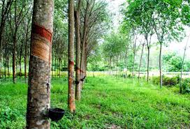 Giá cao su trực tuyến sàn Tocom, SHFE Thượng Hải, SGX Singapore Ngày 25/08/2025