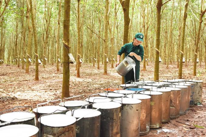 Giá cao su trực tuyến sàn Tocom, SHFE Thượng Hải, SGX Singapore Ngày 25/09/2026