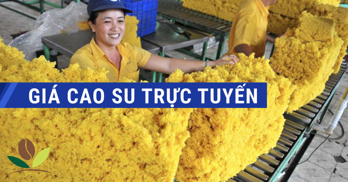 Giá cao su trực tuyến sàn Tocom, SHFE Thượng Hải, SGX Singapore Ngày 26/02/2026