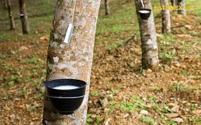 Giá cao su trực tuyến sàn Tocom, SHFE Thượng Hải, SGX Singapore Ngày 24/12/2025