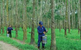 Giá cao su trực tuyến sàn Tocom, SHFE Thượng Hải, SGX Singapore Ngày 25/12/2025