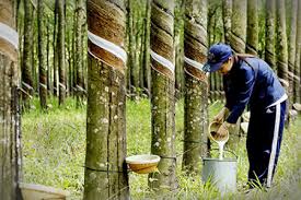 Giá cao su trực tuyến sàn Tocom, SHFE Thượng Hải, SGX Singapore Ngày 27/07/2025