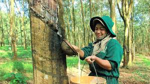 Giá cao su trực tuyến sàn Tocom, SHFE Thượng Hải, SGX Singapore Ngày 23/09/2025