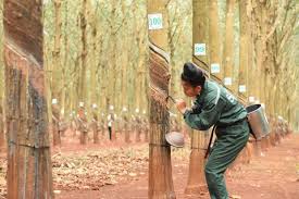Giá cao su trực tuyến sàn Tocom, SHFE Thượng Hải, SGX Singapore Ngày 25/09/2025