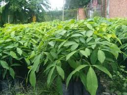 Giá cao su trực tuyến sàn Tocom, SHFE Thượng Hải, SGX Singapore Ngày 26/03/2026