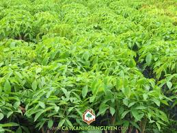 Giá cao su trực tuyến sàn Tocom, SHFE Thượng Hải, SGX Singapore Ngày 27/03/2026