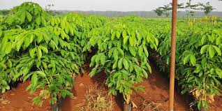 Giá cao su trực tuyến sàn Tocom, SHFE Thượng Hải, SGX Singapore Ngày 28/03/2026