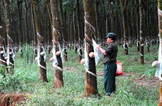 Giá cao su trực tuyến sàn Tocom, SHFE Thượng Hải, SGX Singapore Ngày 28/09/2026