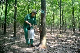 Giá cao su sàn Tocom, giá cao su Thái Lan, giá cao su Thượng Hải, Ngày 29/09/2023