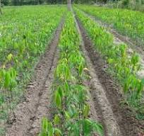 Giá cao su trực tuyến sàn Tocom, SHFE Thượng Hải, SGX Singapore Ngày 28/12/2025