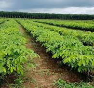 Giá cao su trực tuyến sàn Tocom, SHFE Thượng Hải, SGX Singapore Ngày 30/12/2025