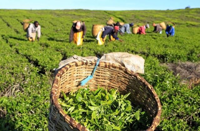 Ngành chè và bài toán xuất khẩu